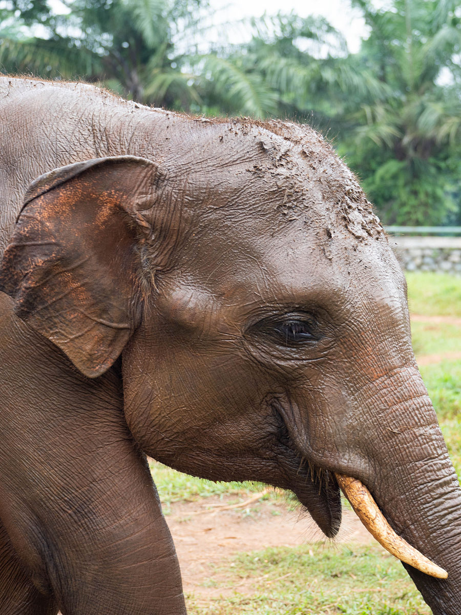 杭州动物园中秋国庆实名制预约购票，告别排队烦恼！