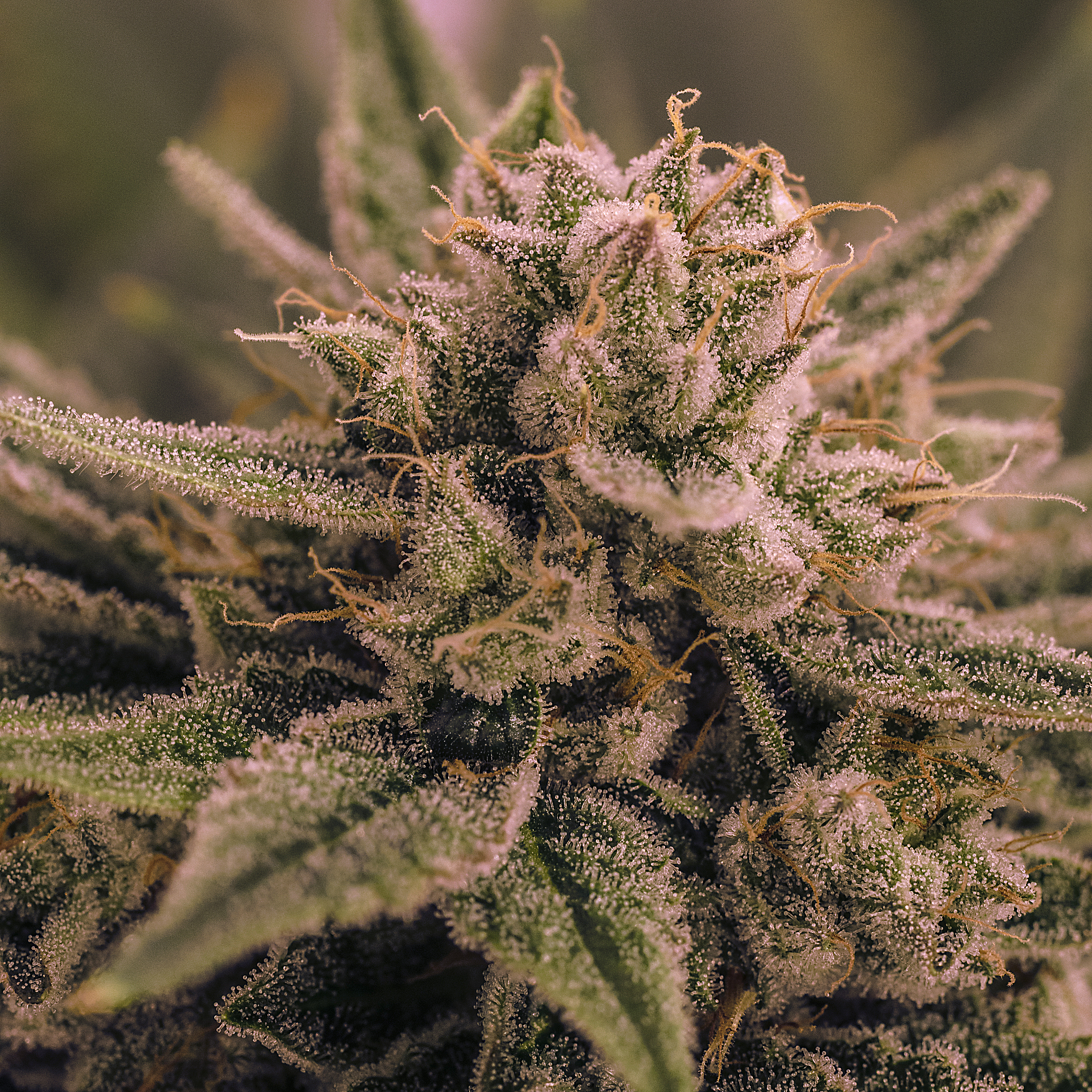 grand funk og - live plant cannabis bud shot