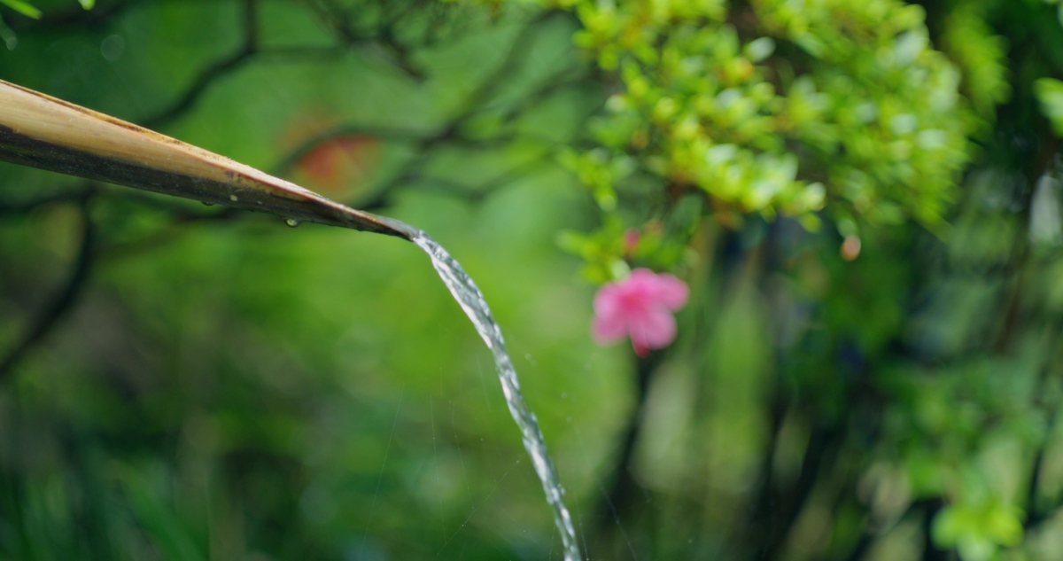 春雨：滋润万物，带来生命力量