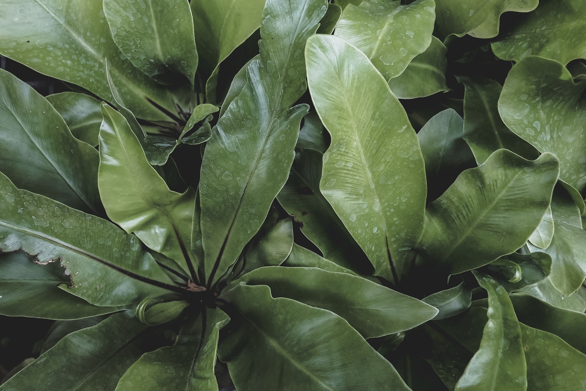 green leaves