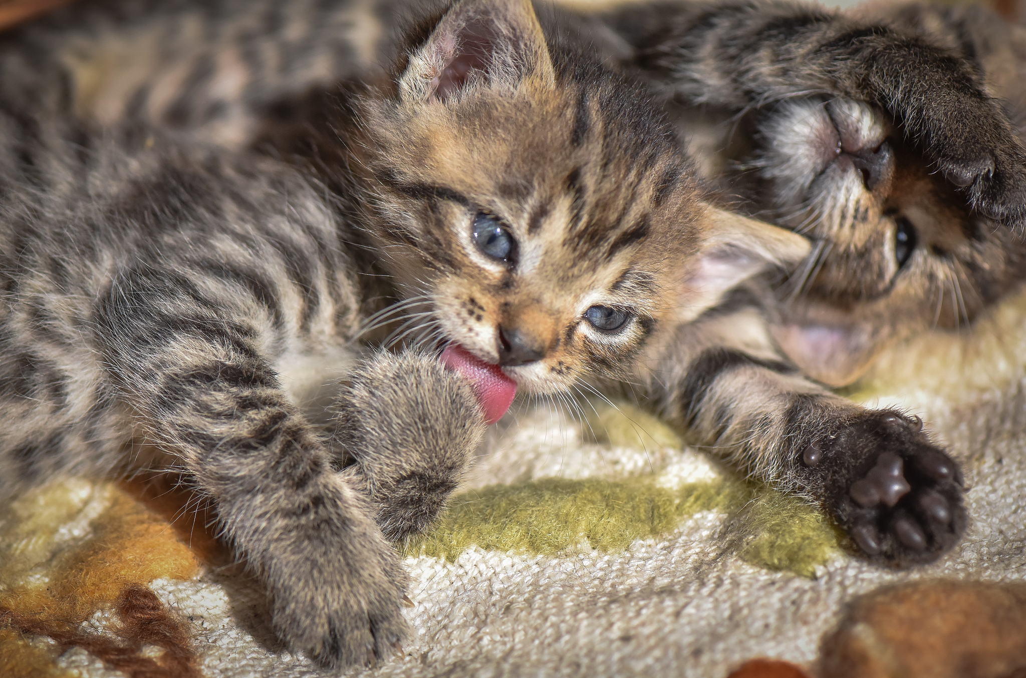 cat tongue