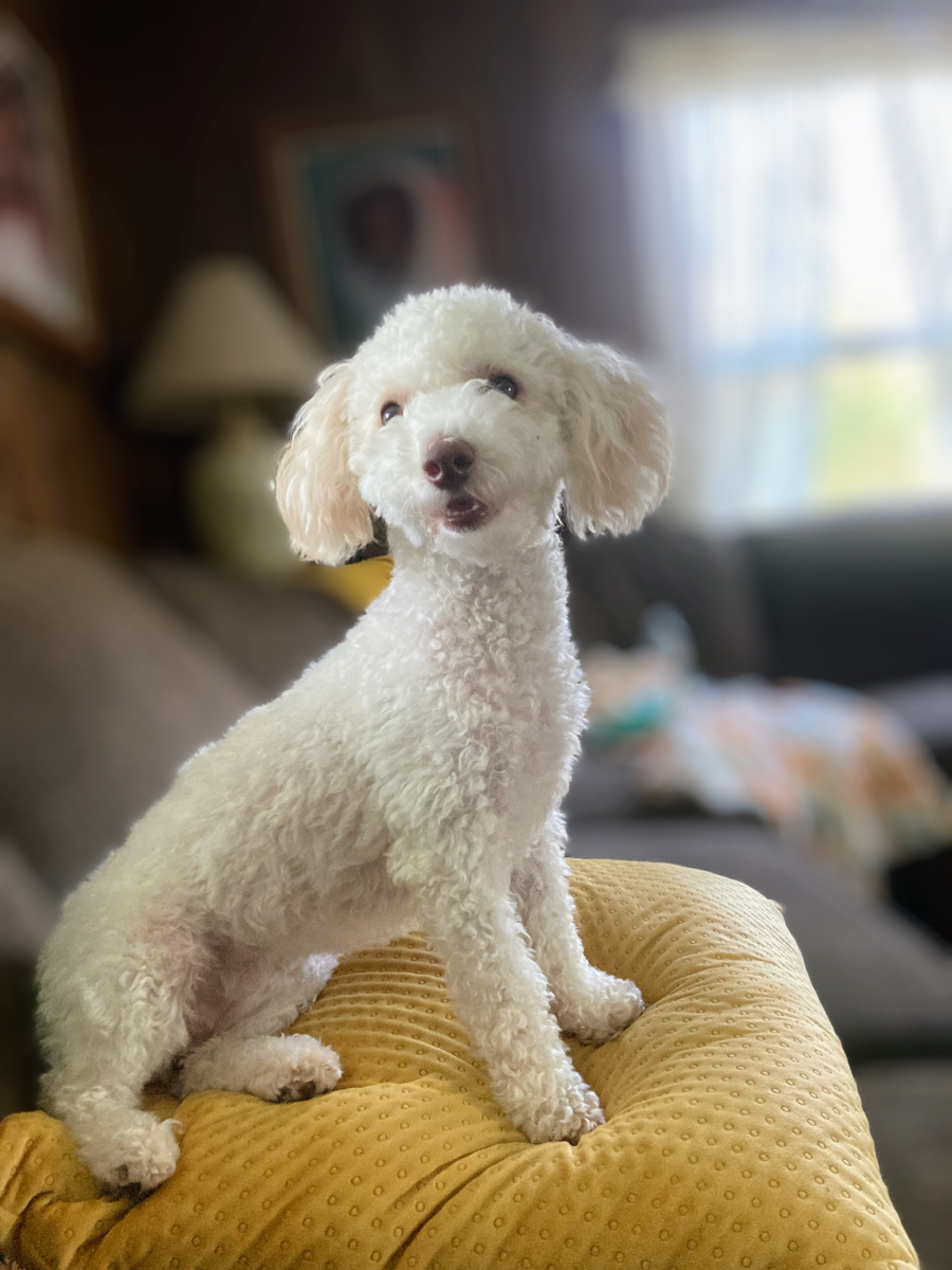 母泰迪犬图片