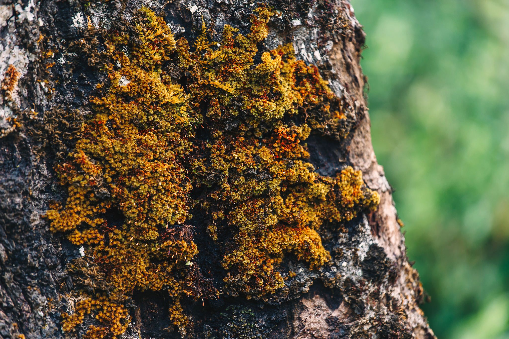 close up of green moss on the tree texture