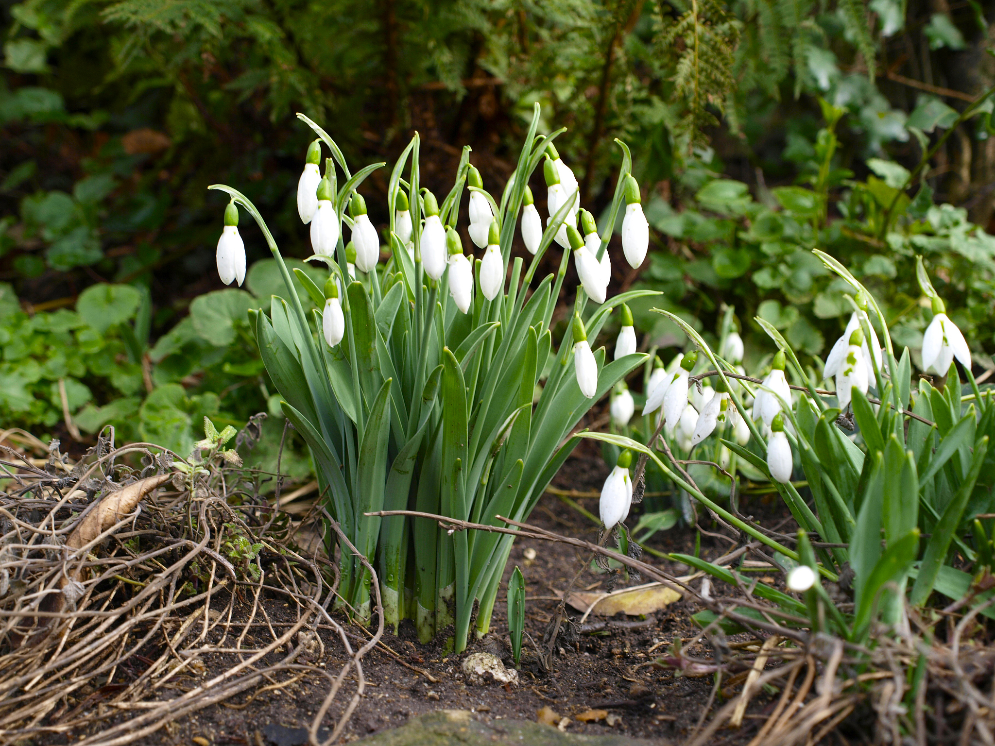 white snowdrops or galanthus on ground