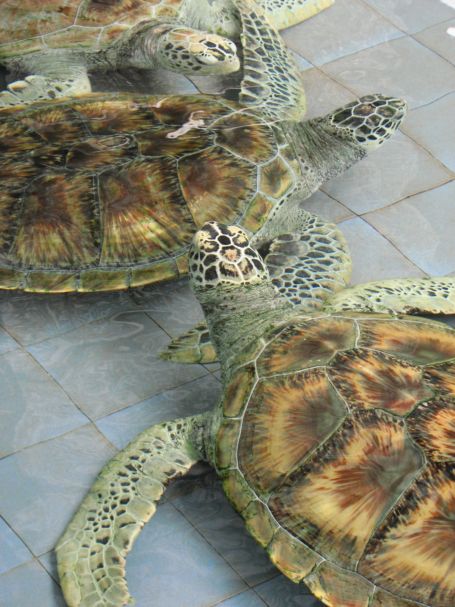 sea turtles
