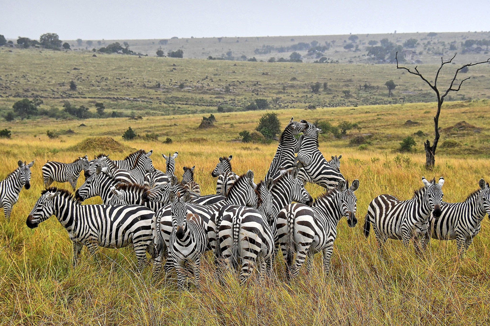 zebras fighting