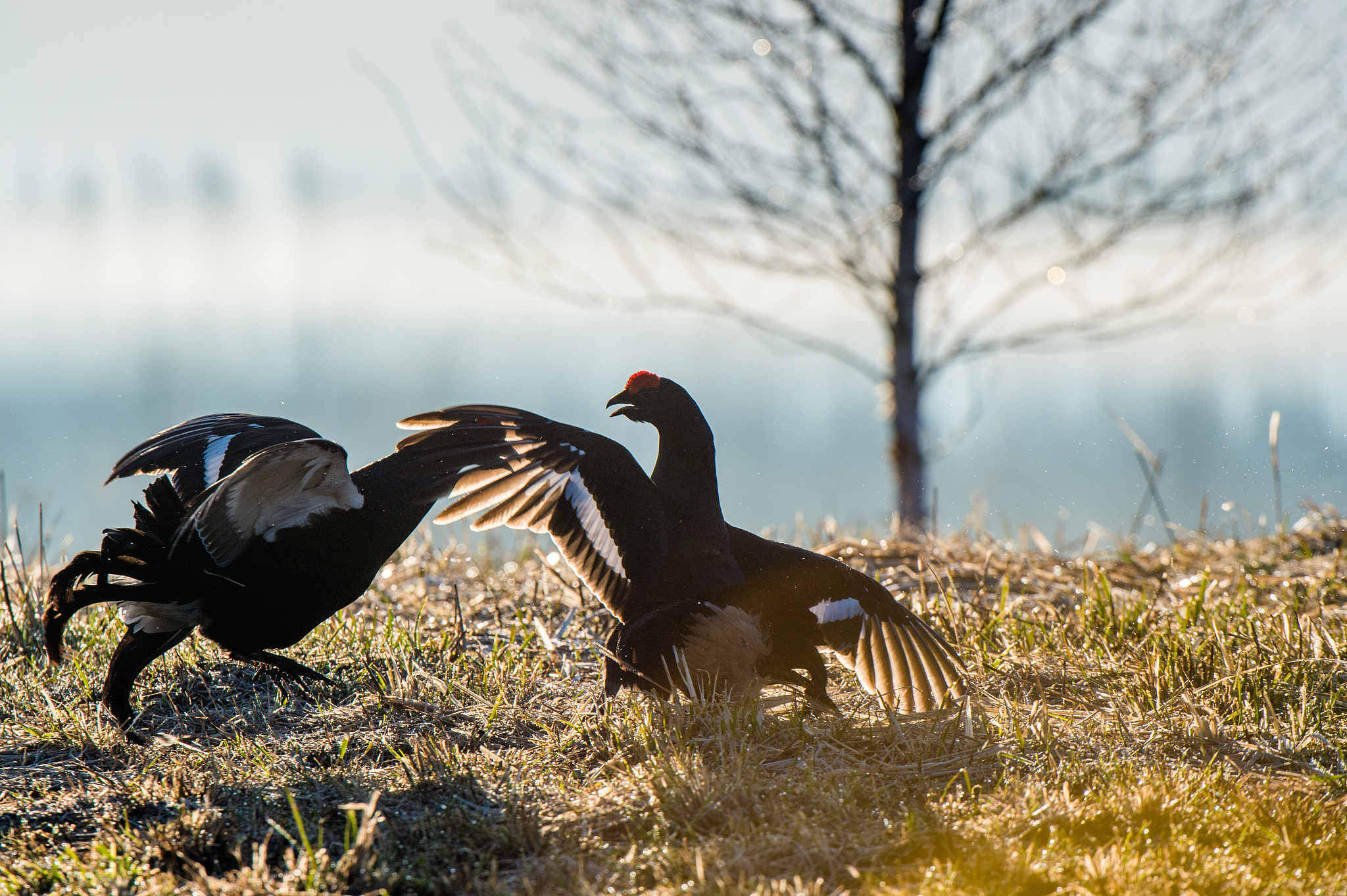 鸡你太美这个梗为什么火