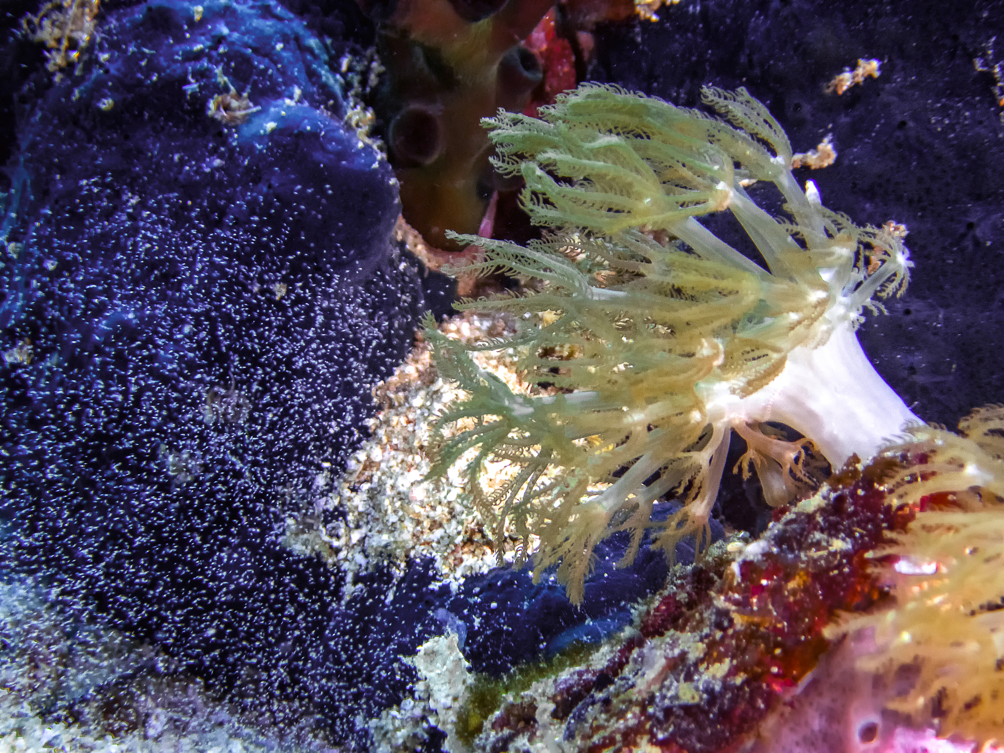 small fry - juvenile fish sheltering near soft coral