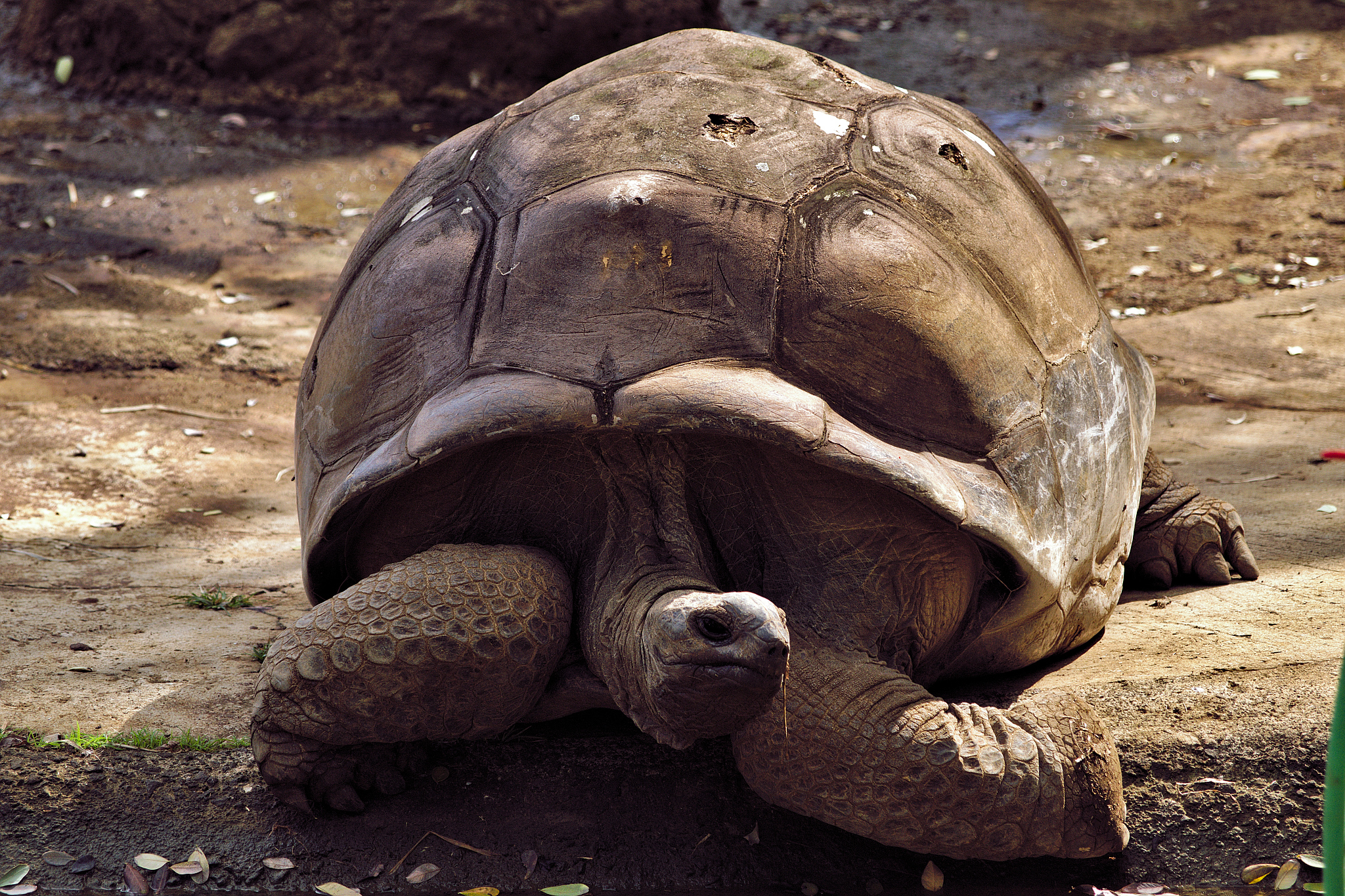 giant tortoise