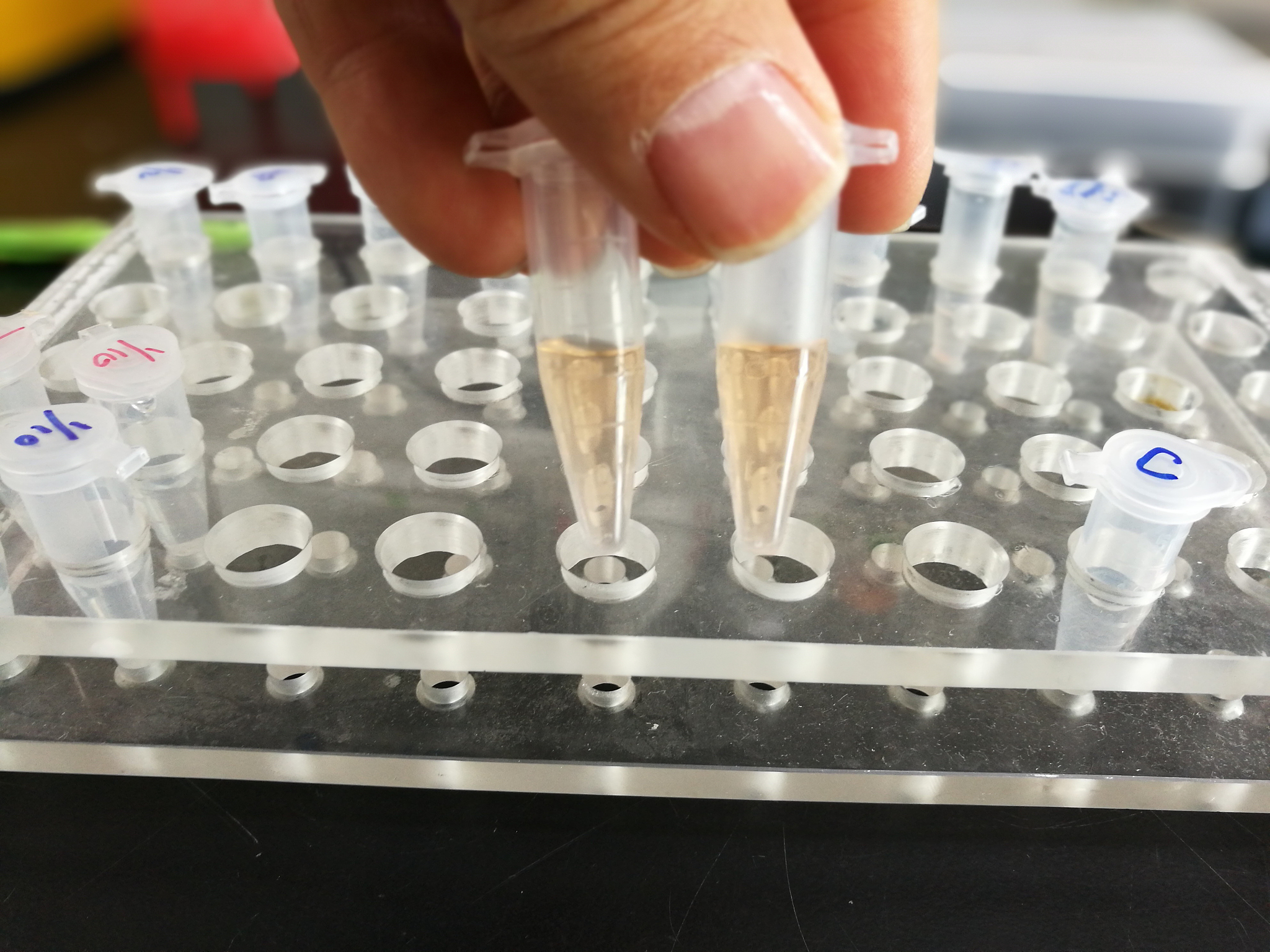 Km值与酶浓度关系：为什么最大速率一半时的底物浓度与酶浓度无关？