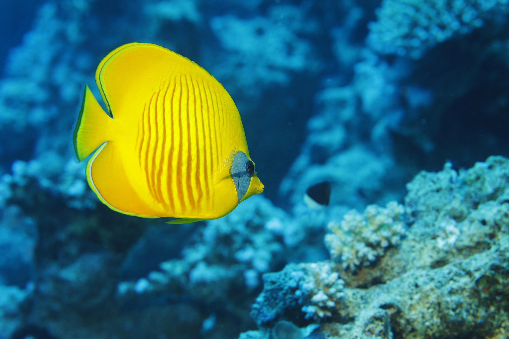 sea life    yellow  butterflyfish  fish    scuba diver point of 