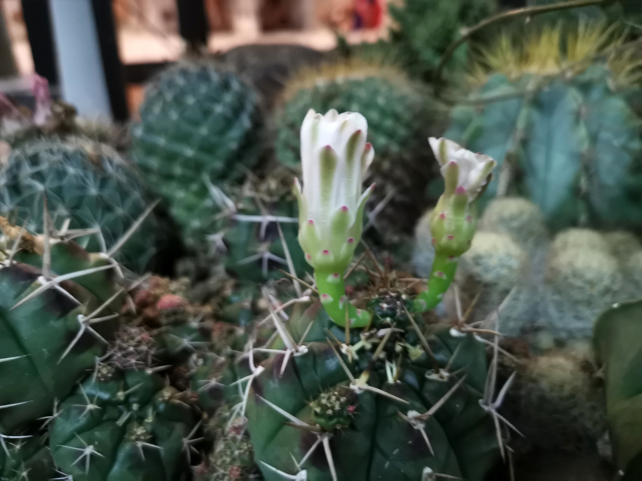 300字“我喜欢仙人球”