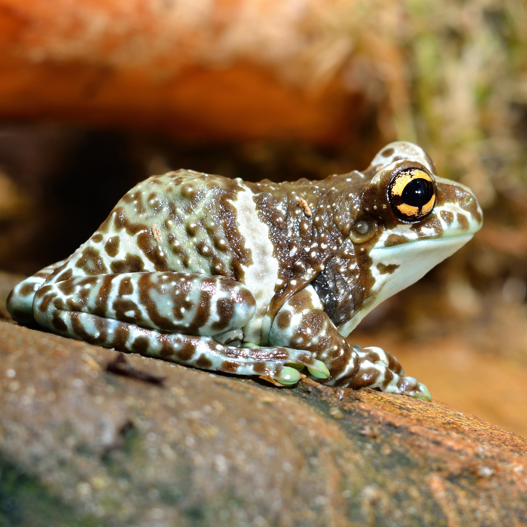 猫眼珍珠蛙食量：每天吃多少合适？