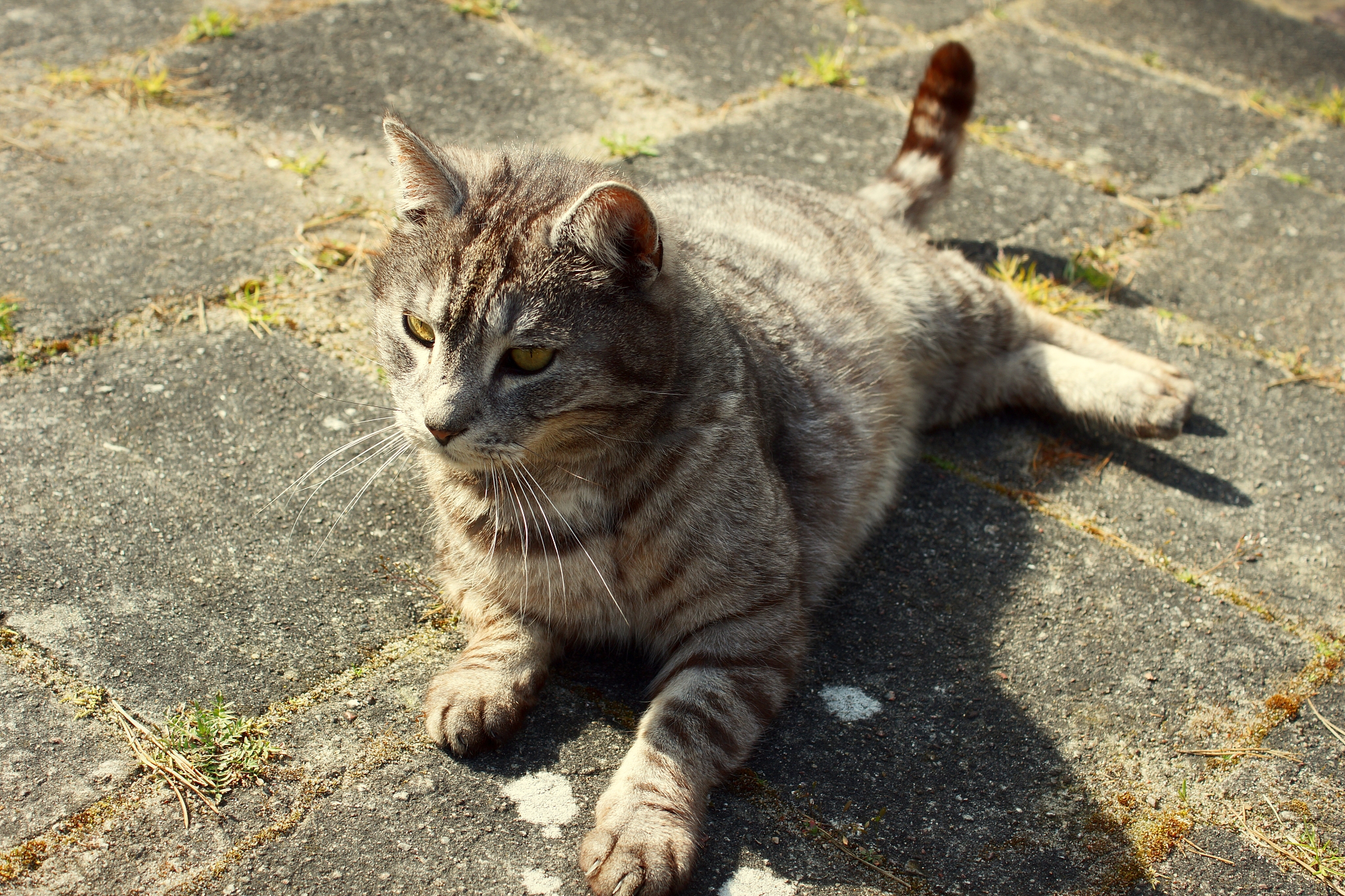 猫：种类、特点、习性 - 了解你心爱的宠物