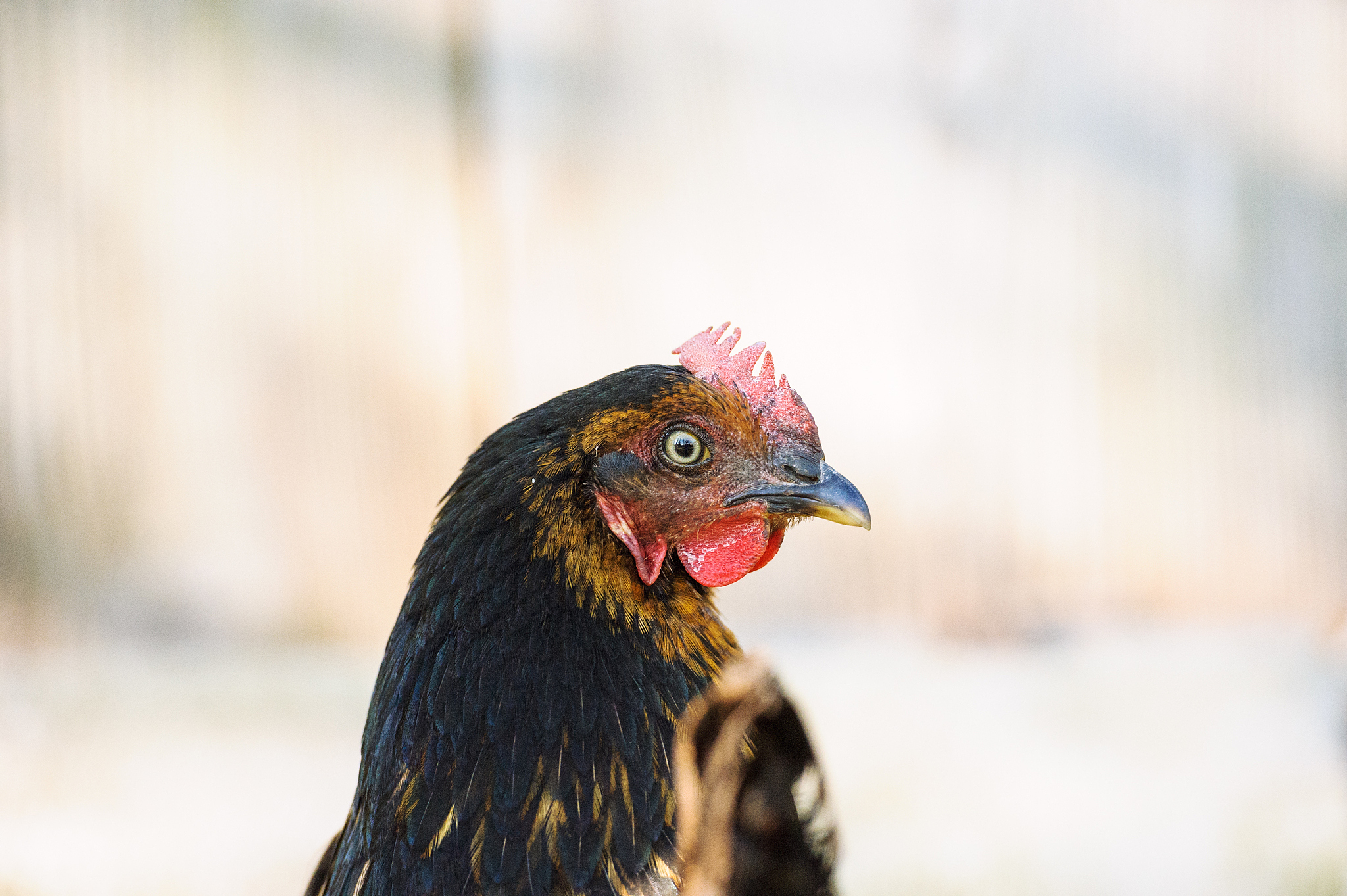 chicken
