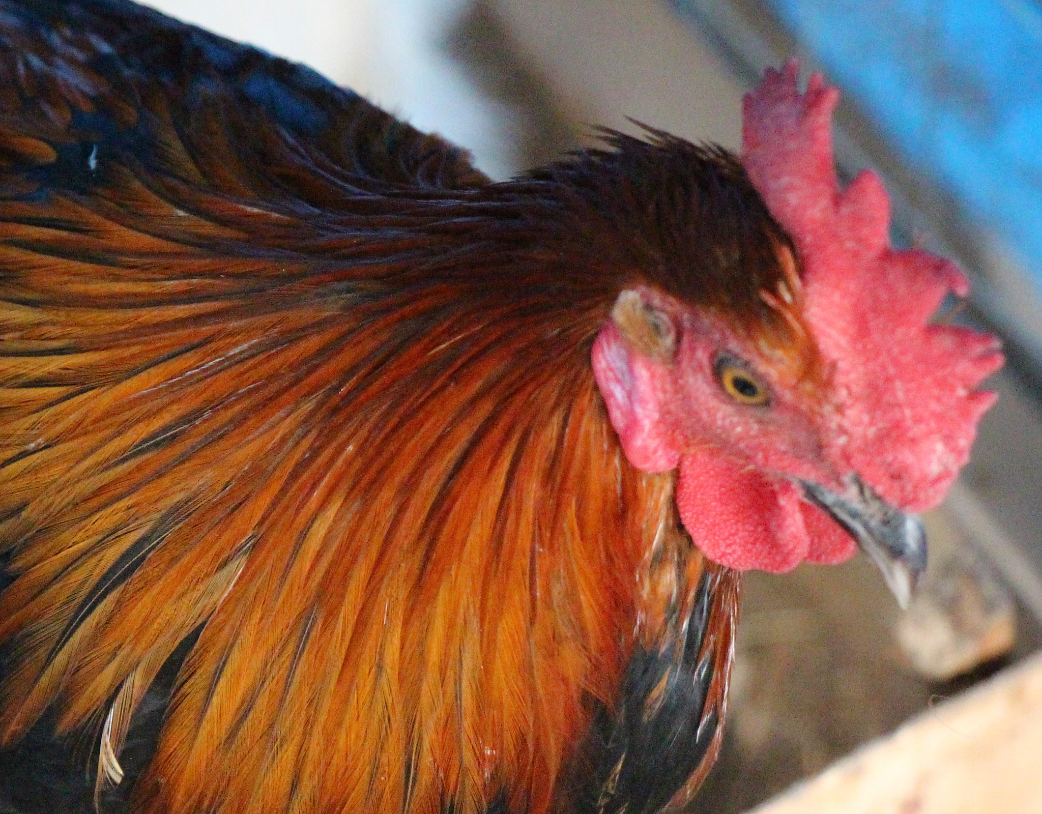 chicken