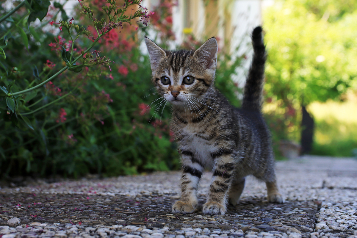 抖音上最受欢迎的10个猫咪剧情账号，猫奴必看！