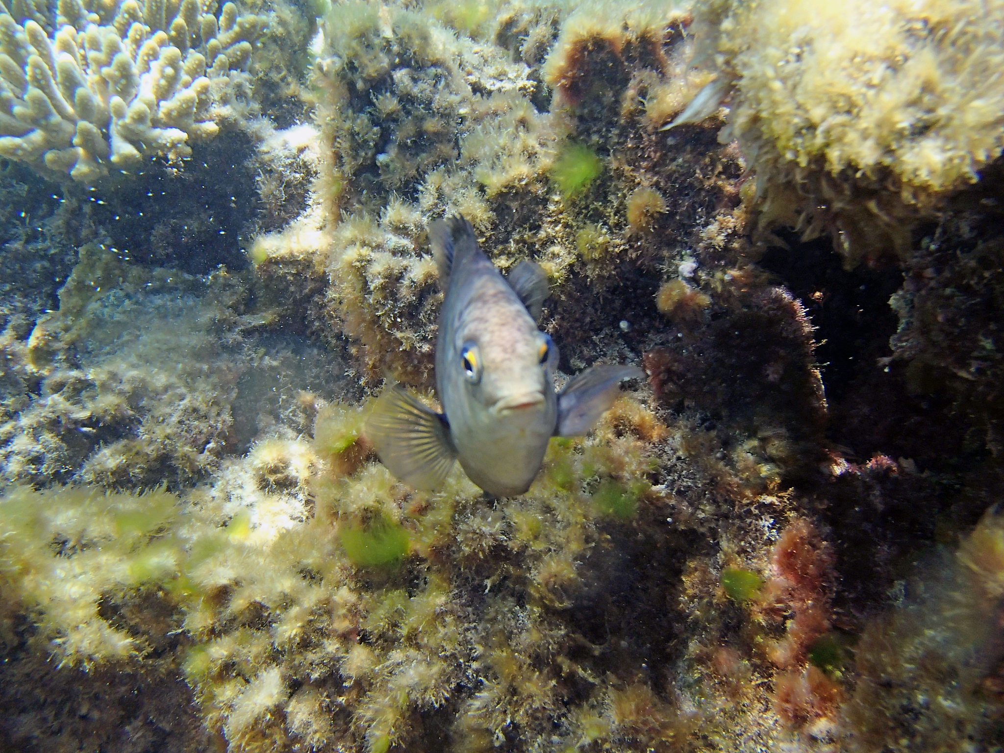 Classic Spicy Boiled Fish Recipe: A Sichuan Delight