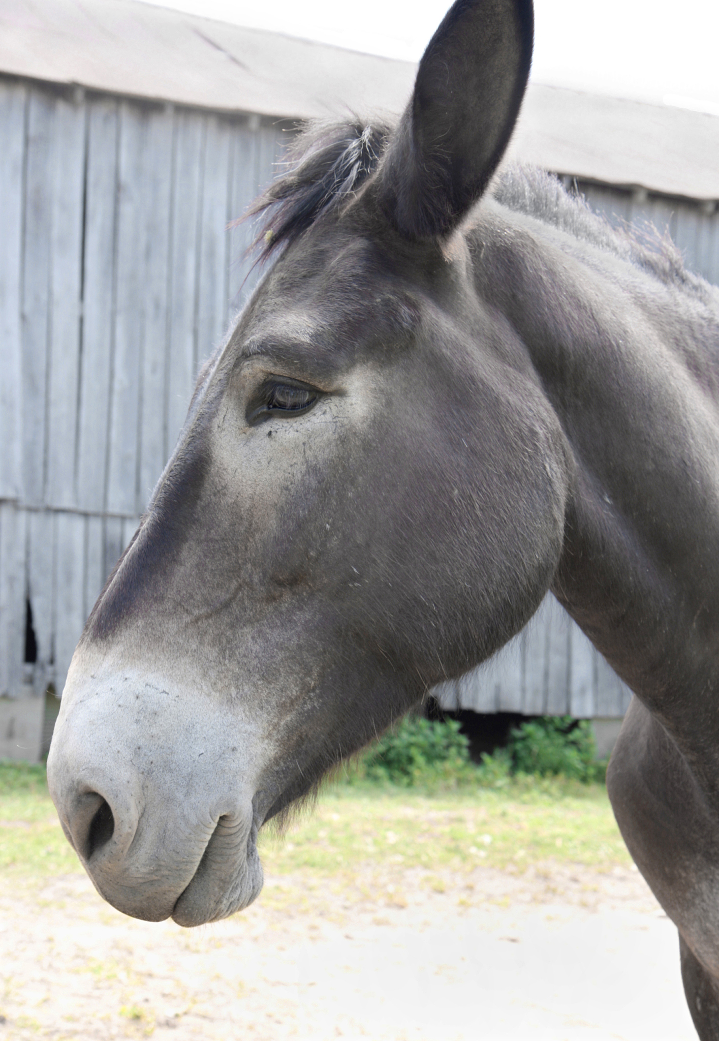 gray mule