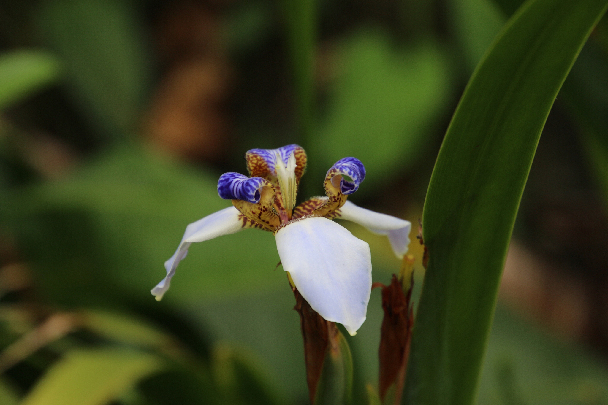 close-up of iris on flower blooming outdoors