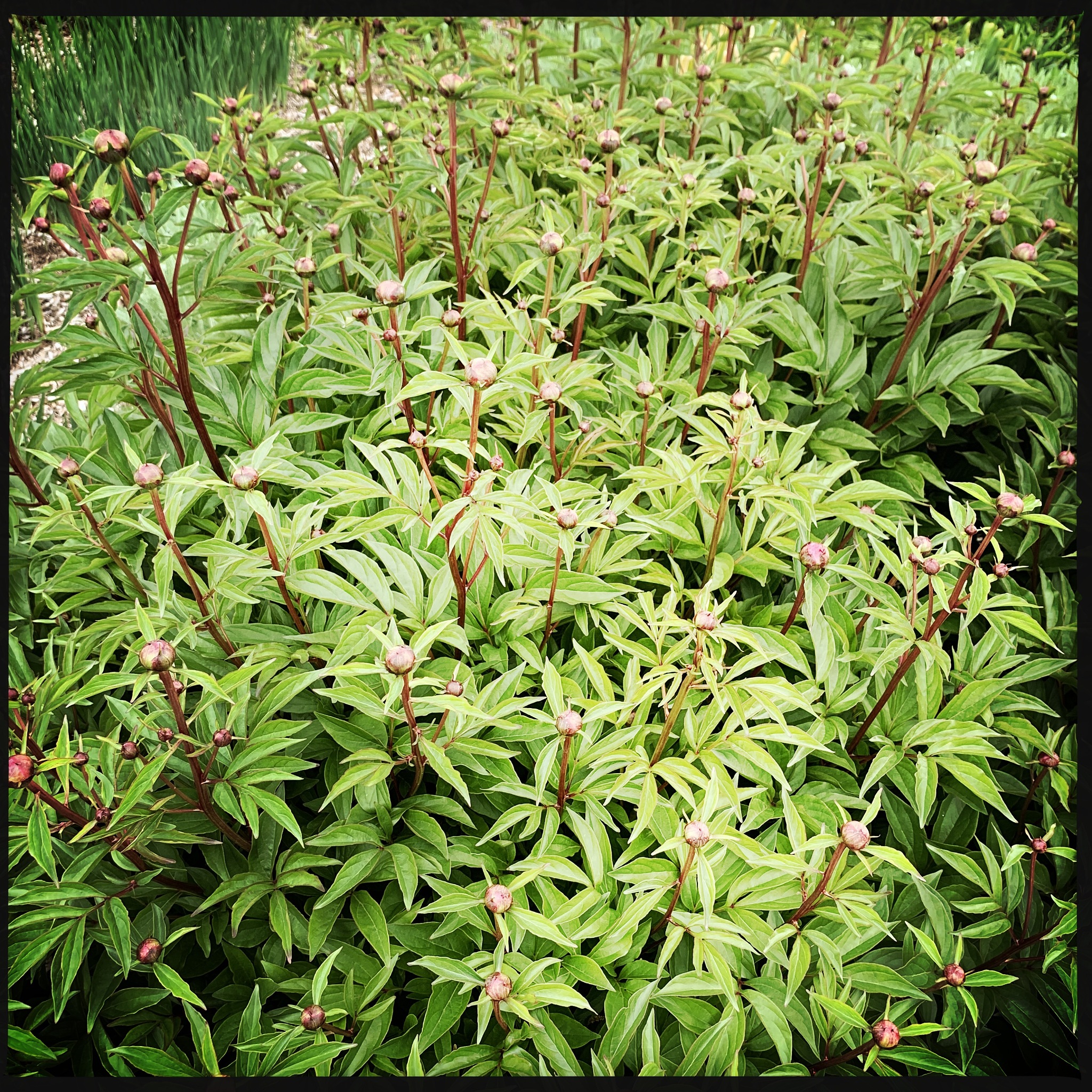 云南三七市场现状分析：规模扩大、种类丰富、竞争激烈