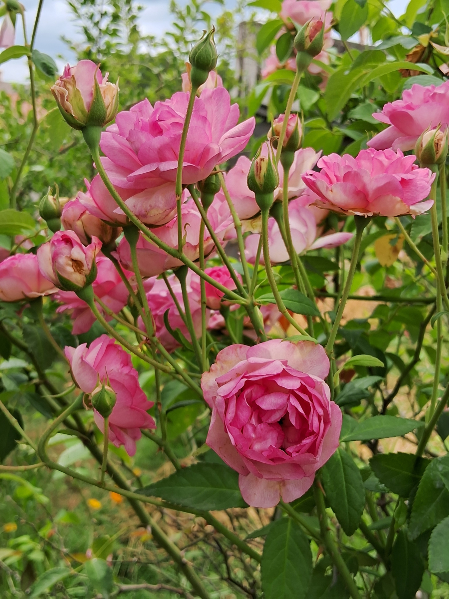 成都市的市花,那绝对是芙蓉花,没得跑!