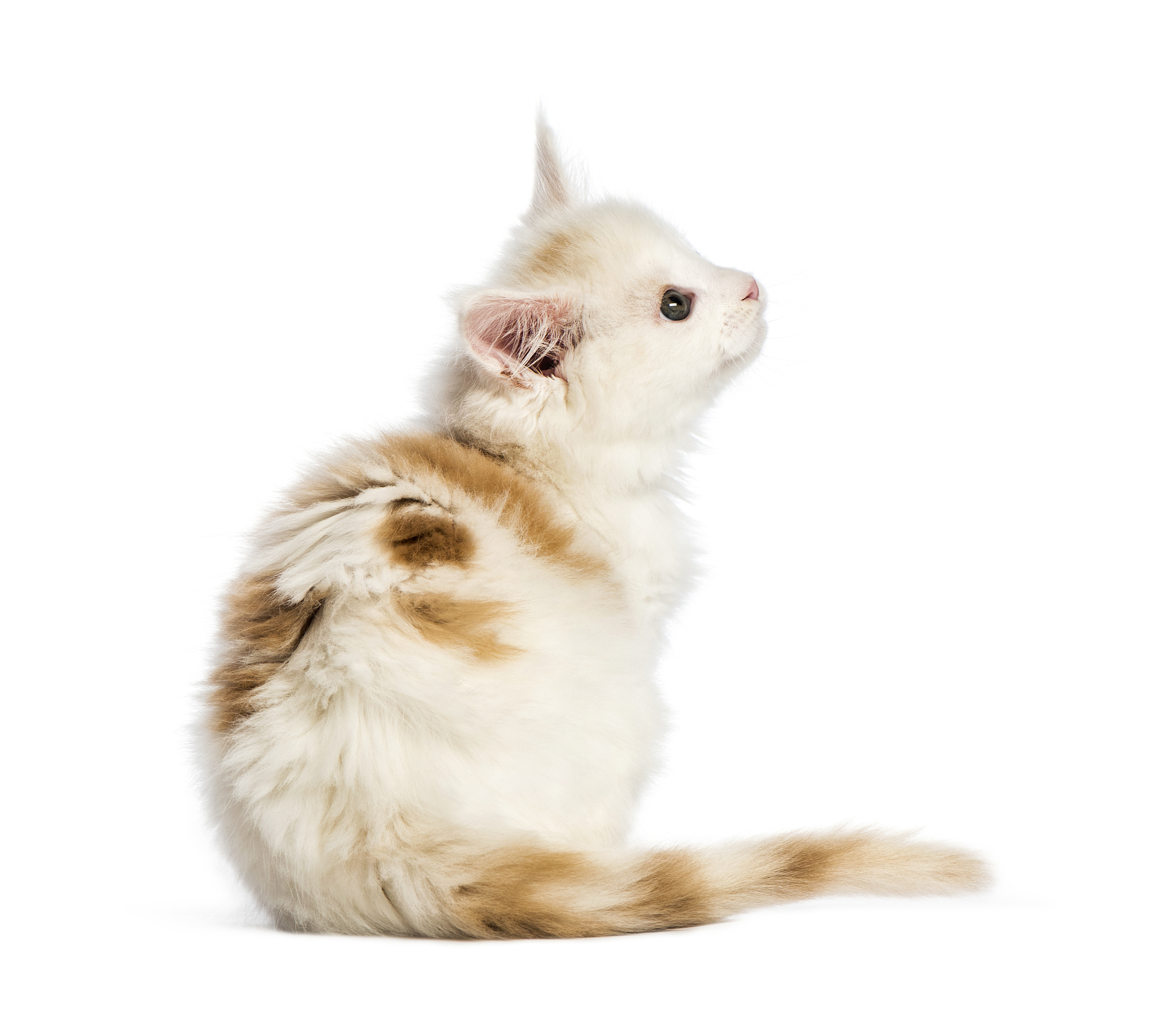 创意情侣昵称：带猫的甜蜜称呼