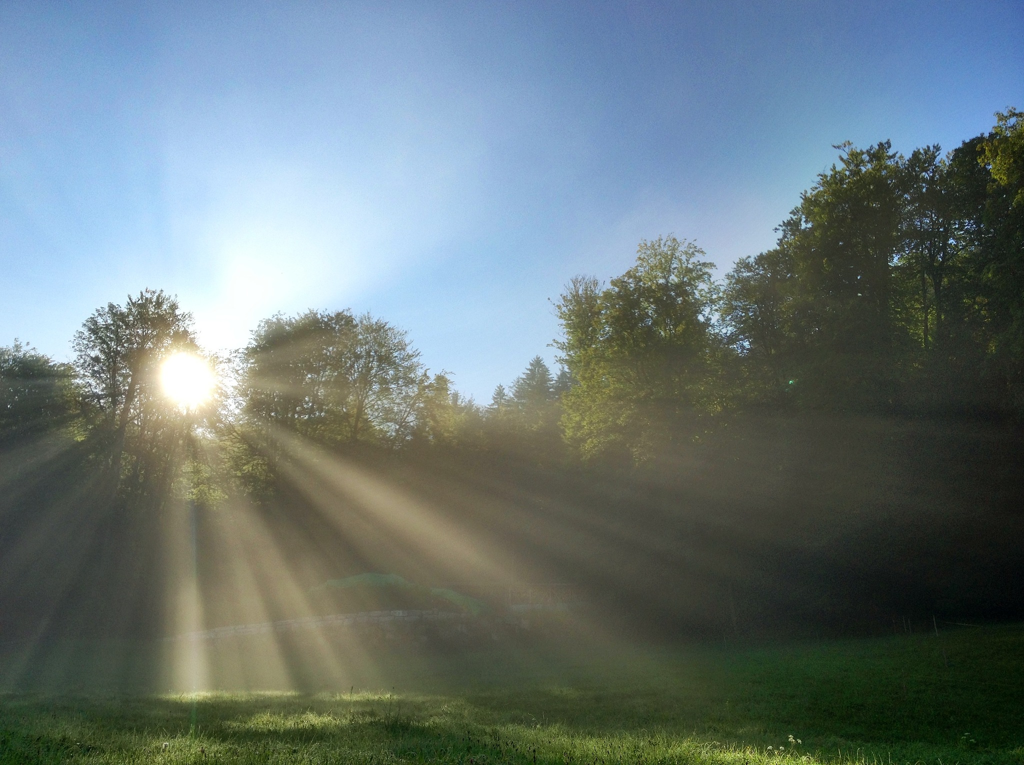阳光的魔力：洒在万物上的温暖与生机