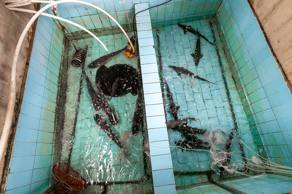 2023年阳新县职业教育中心淡水养殖简介