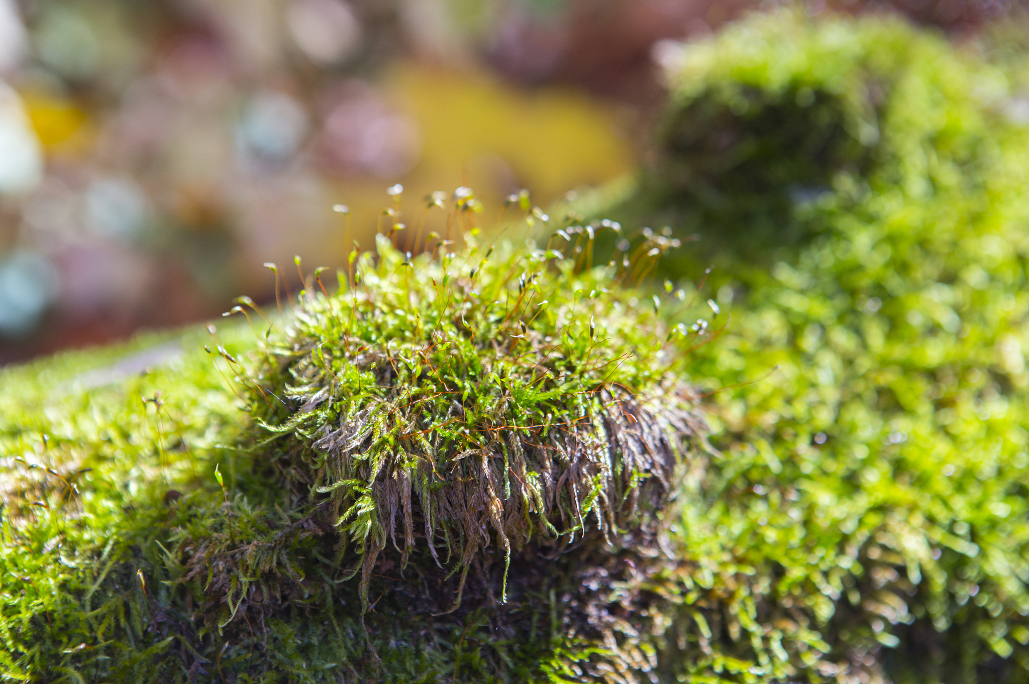 《日本藓类图鉴》的分布数据是什么