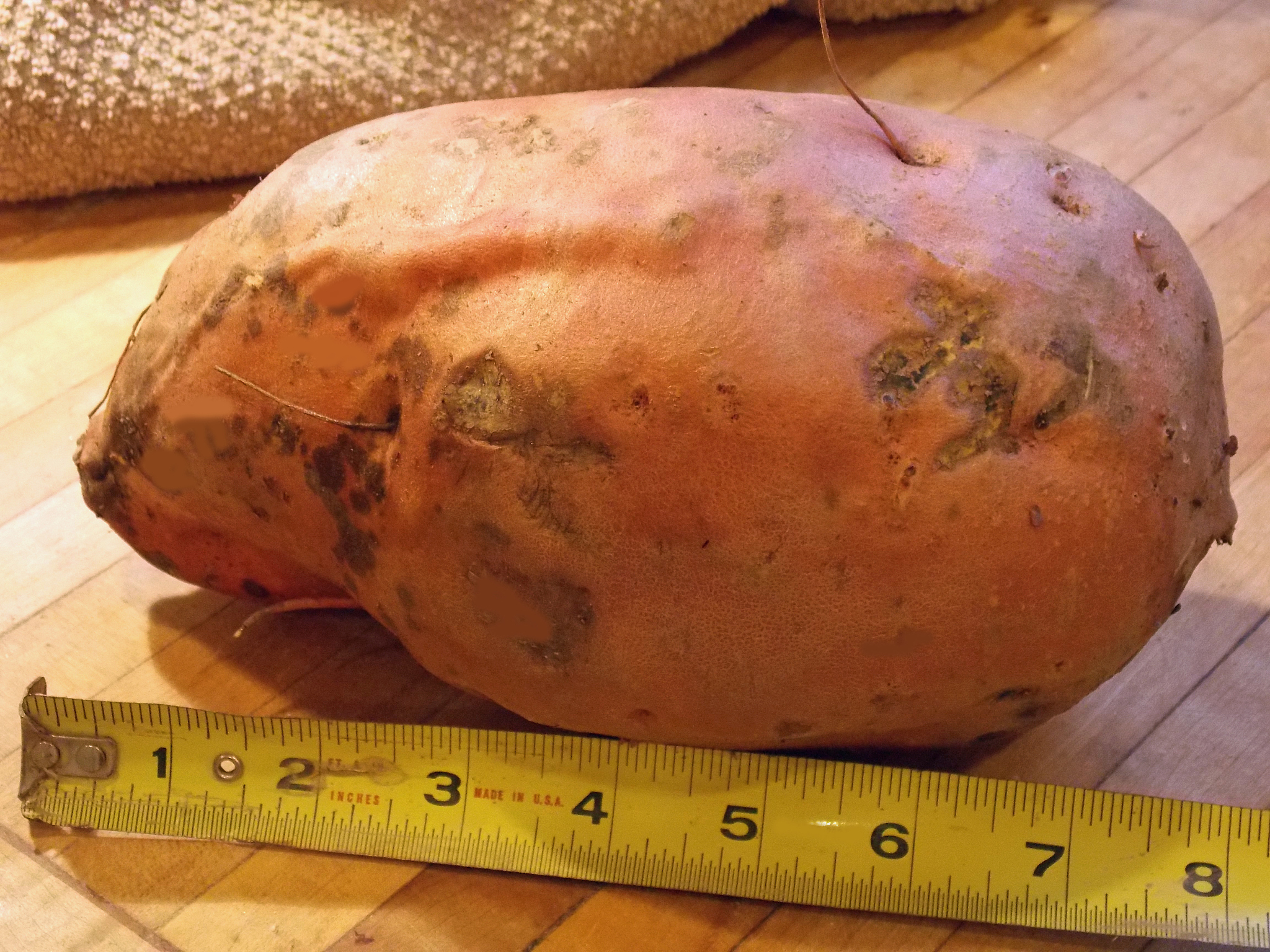 雪莲果为什么会变黑还能吃吗