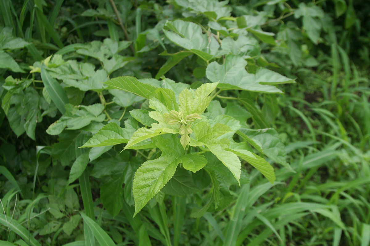 请帮我找下桑叶茶的卖点