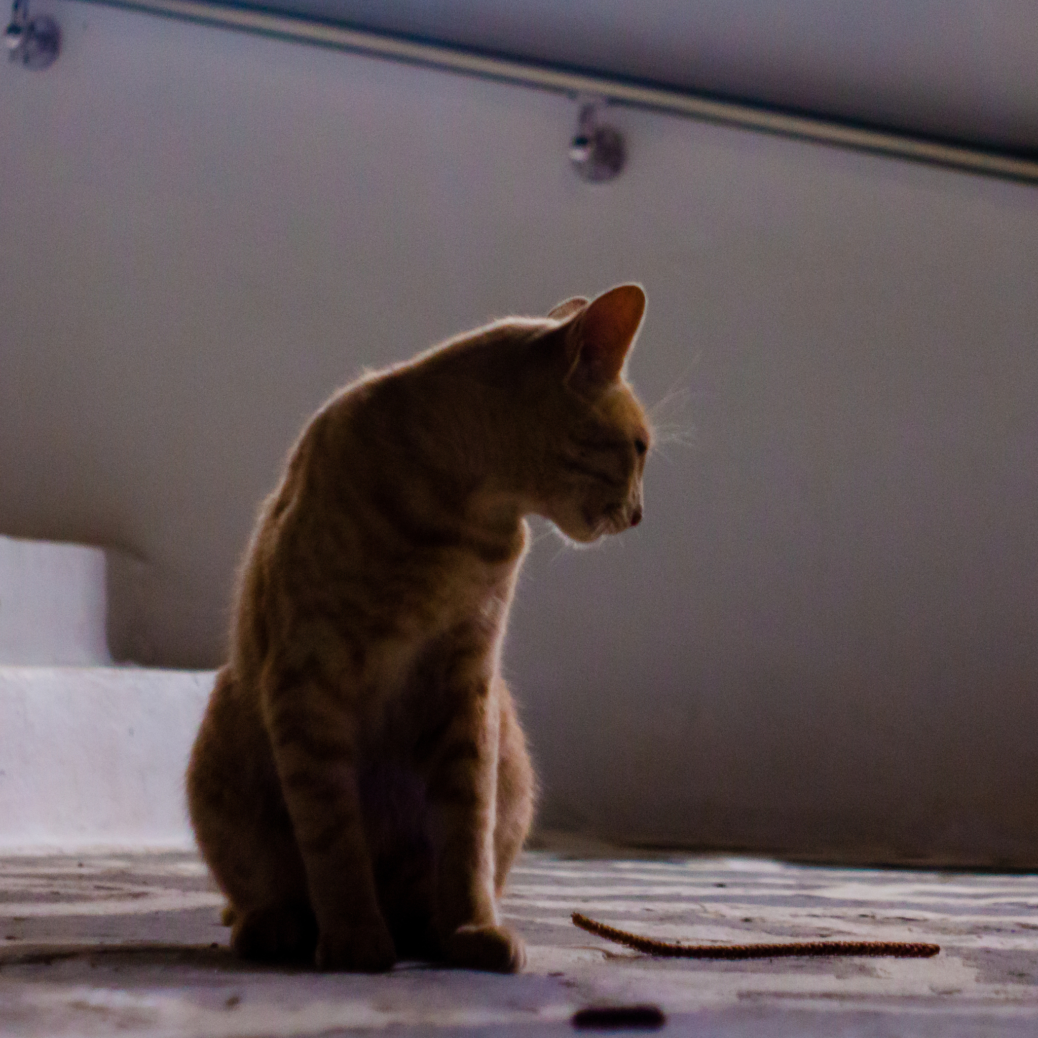 猫咪为什么总是那么酷？