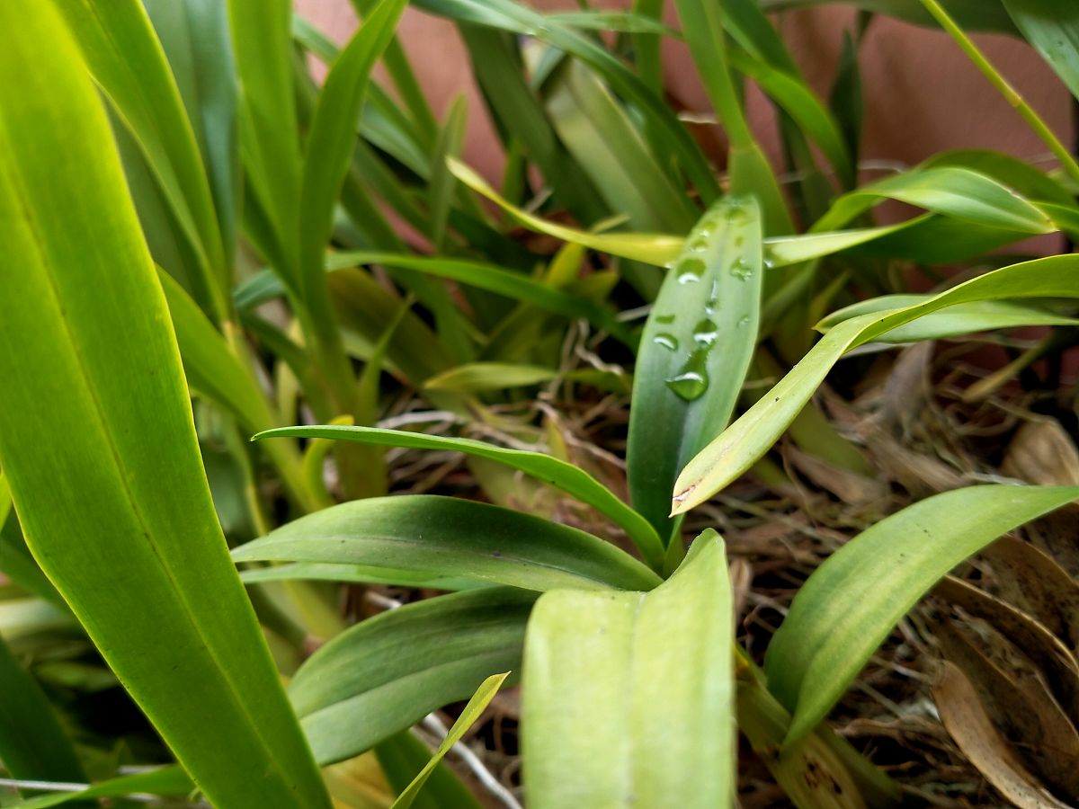装饰植物