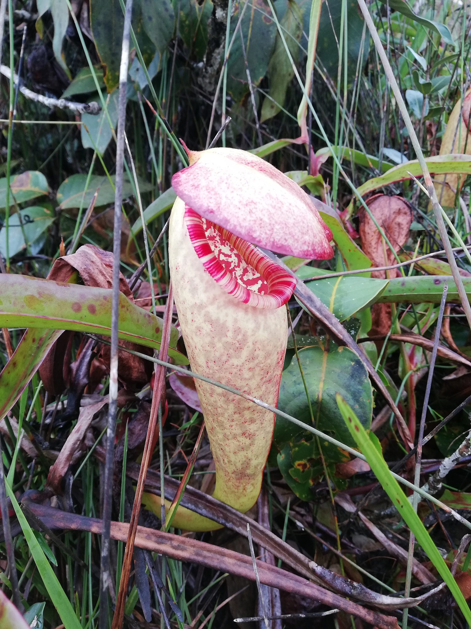 景观生态设计的目标是什么？请列举三个主要目标