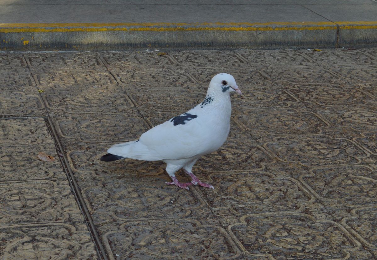 石河子大学园林专业怎么样？培养目标是什么？