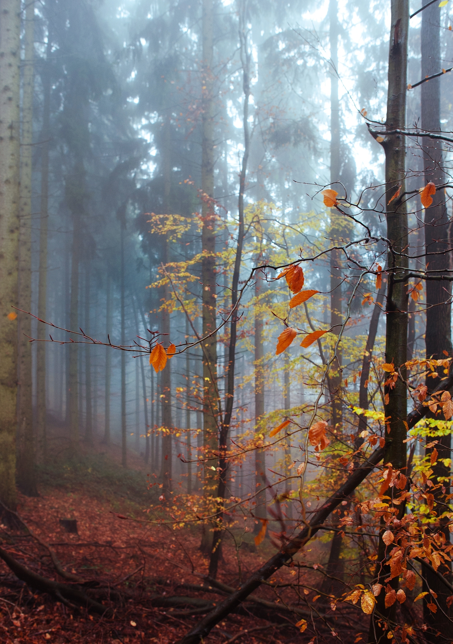 夜幕降临，雾气弥漫，白桦林金光闪耀