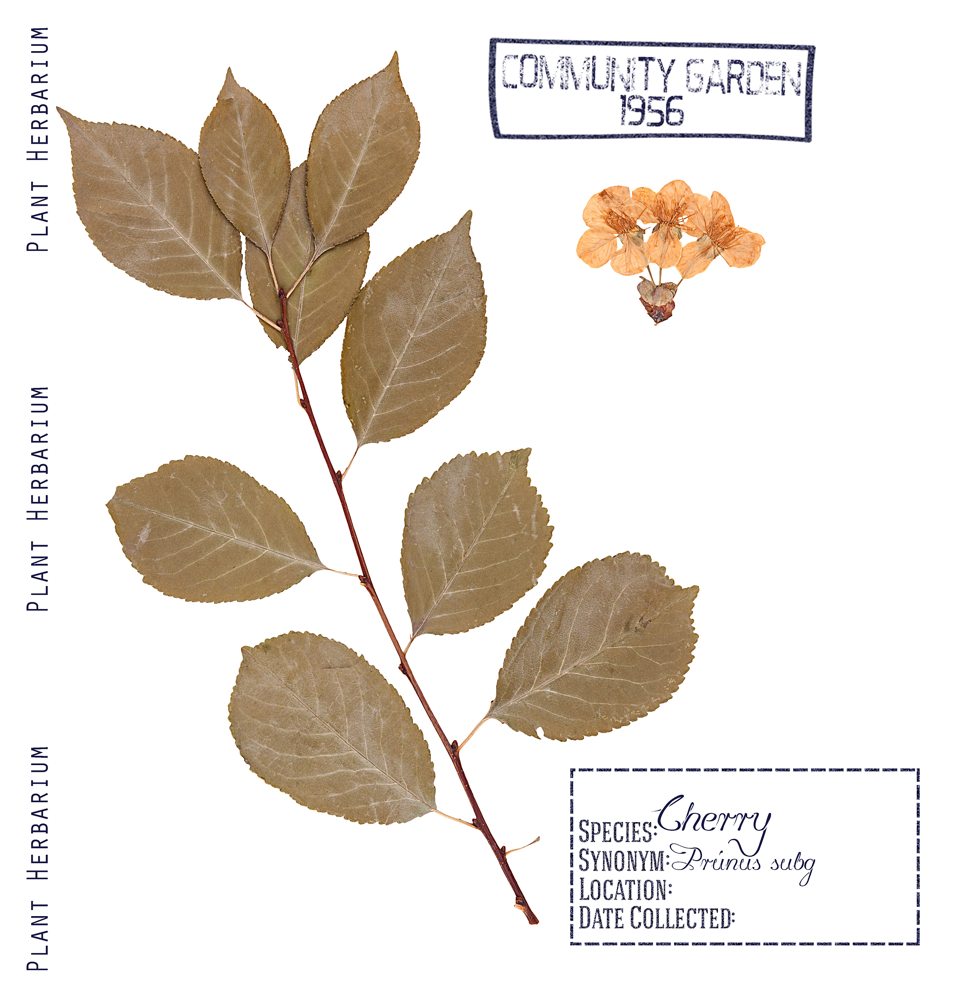 NEW PHYTOLOGIST期刊: 植物科学研究的权威平台