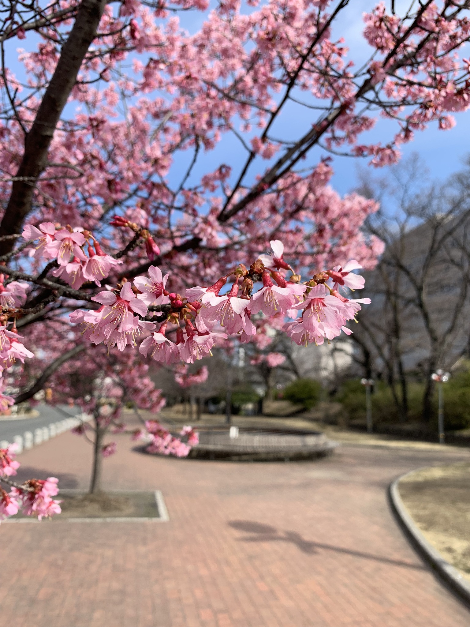 北京哪里能赏樱花