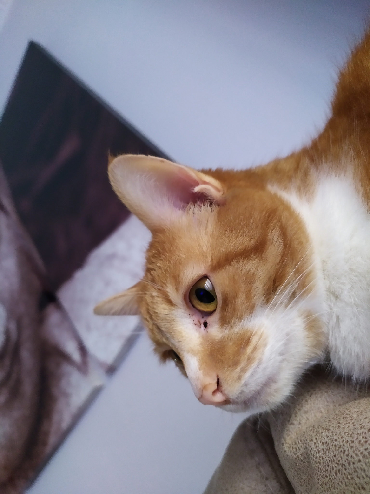 写一个关于橘猫的200字短文