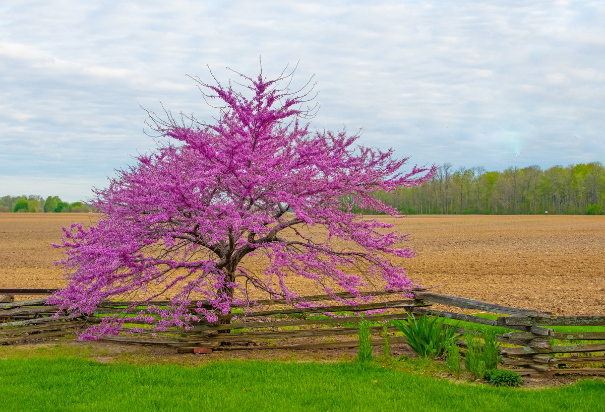 春天的美好：感受自然的活力与生命的蓬勃