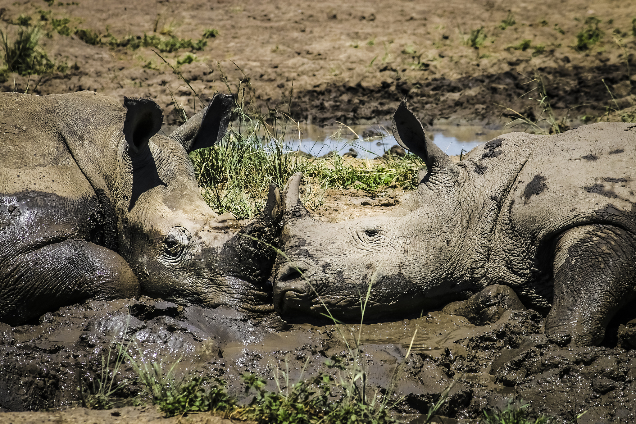 动物为什么要竞争