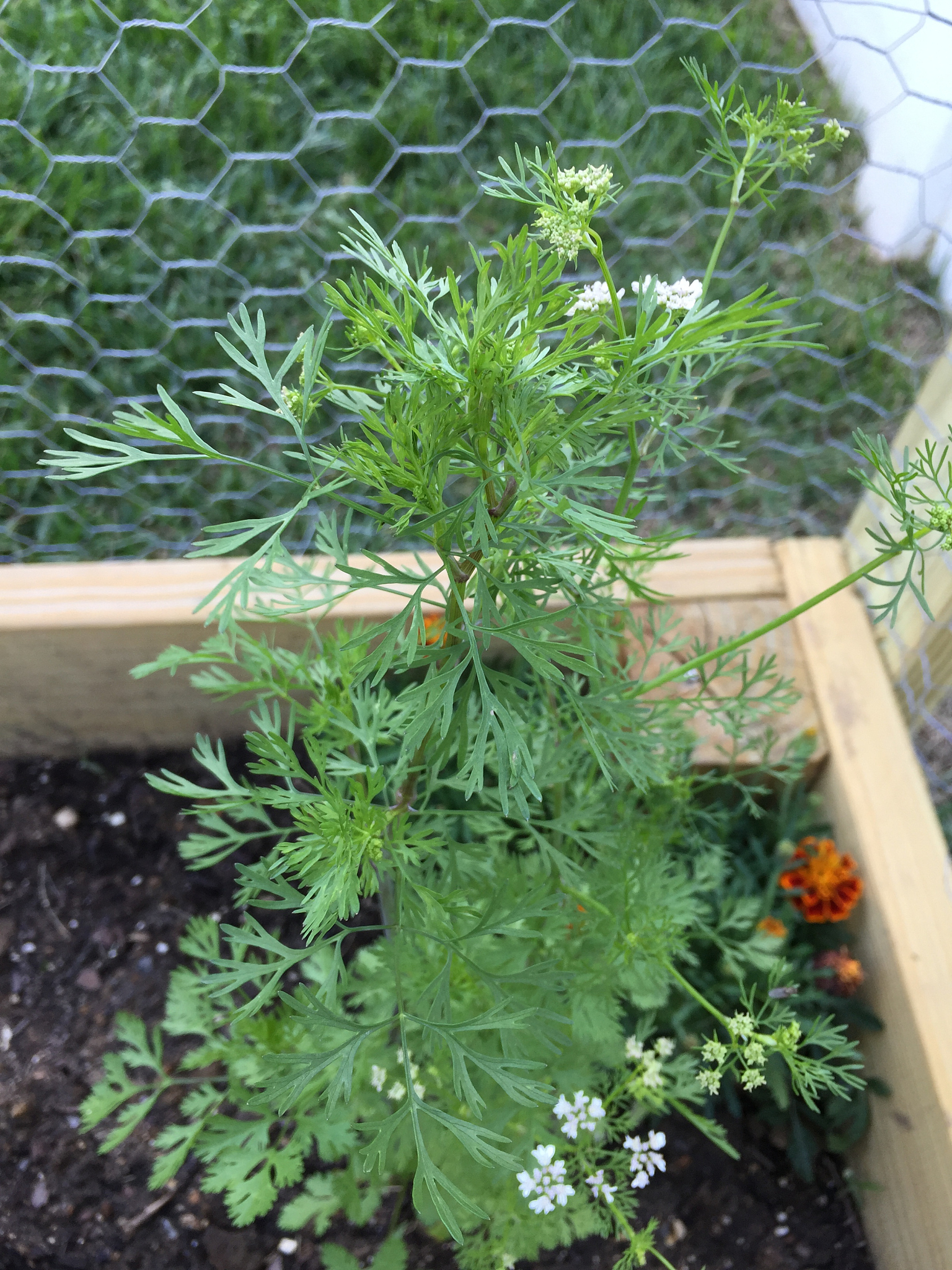 圆柏花粉过敏症是否有资料方法？