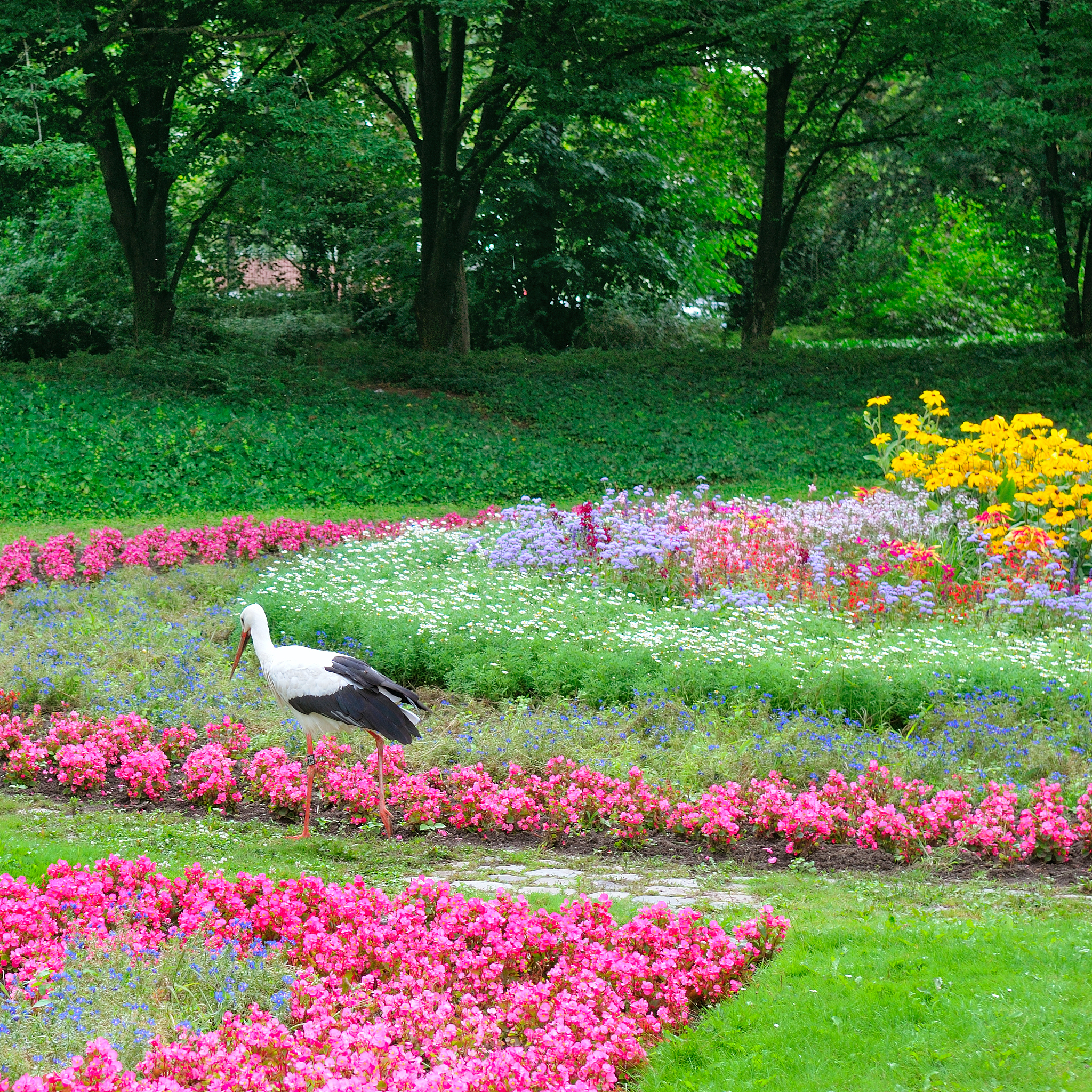 大块的草坪绿了大朵的野花红了仿写