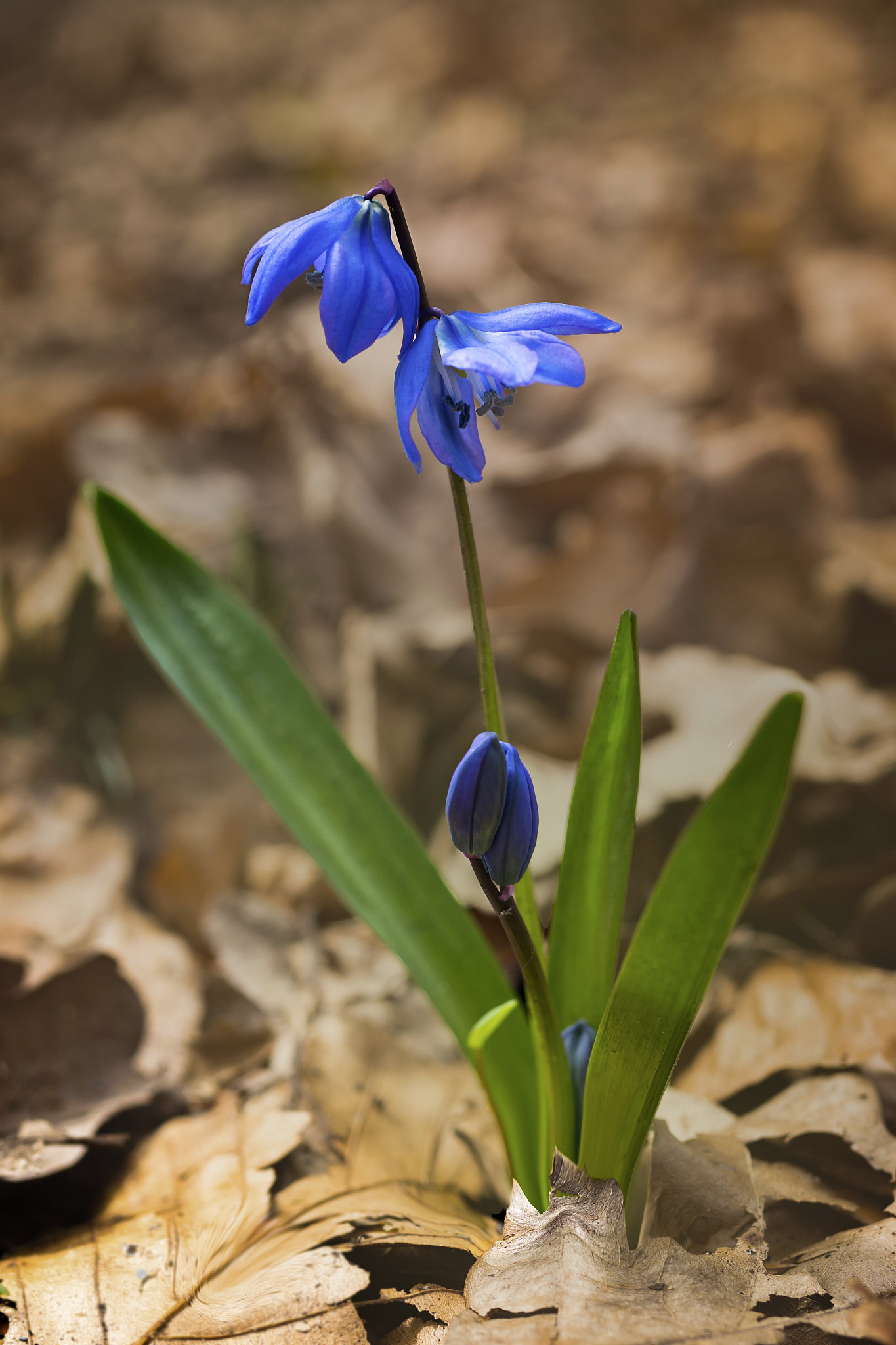 blue color flower against winter fallen and dry leafs in spring 