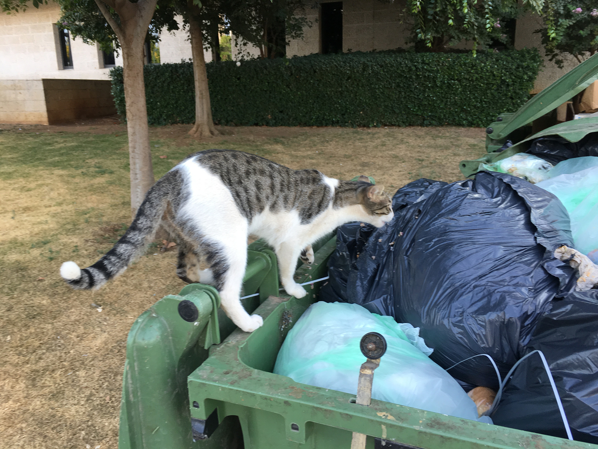 猫猫死亡后怎么办？