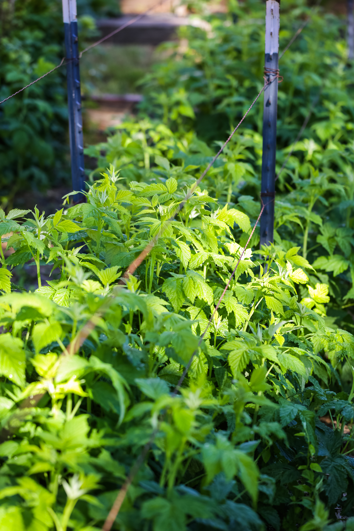 urban garden