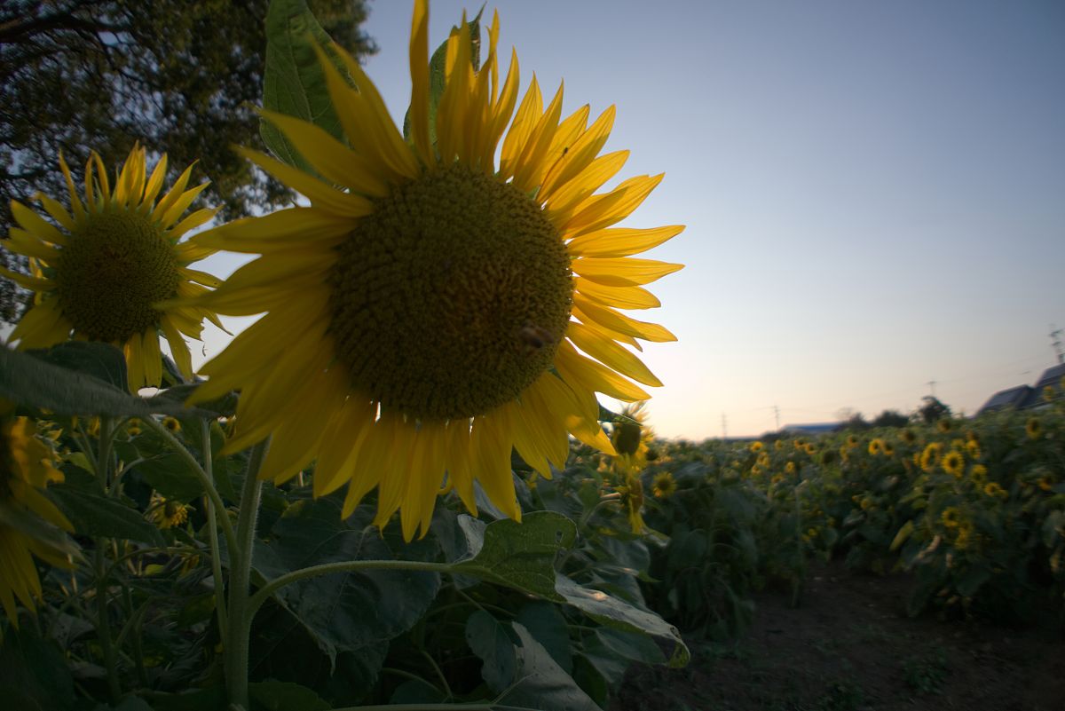 关于向日葵的成语 - 10个寓意深刻的词语解释