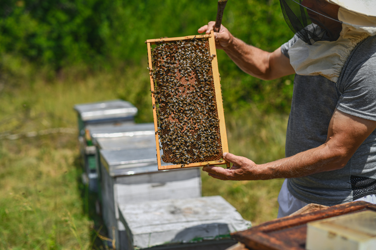 福建农林大学蜂学专业怎么样