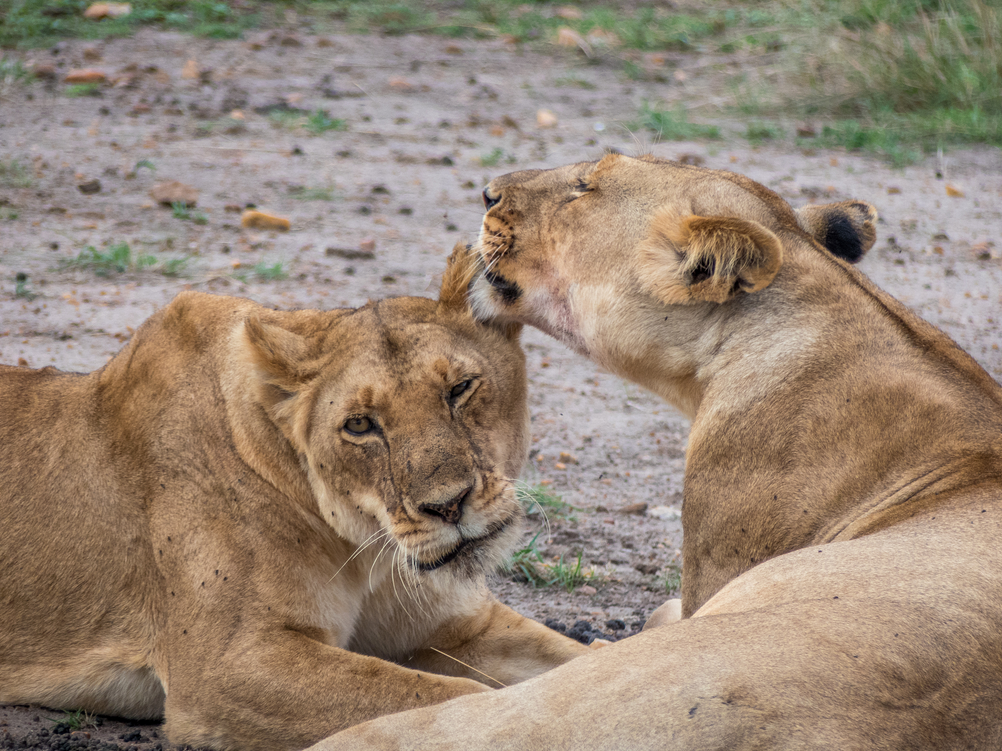 two lionesses of the same herd exchange effusions at sunset in t